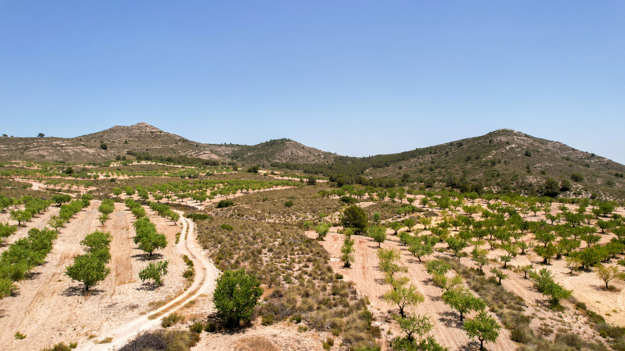 Olive Grove Estates Caudete inmobilliario (7)